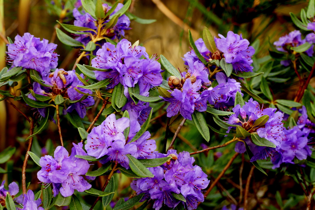 R. hippophaeoides 'Haba Shan' AGM